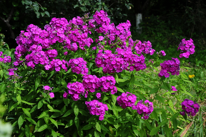 Best Annuals and Perennials for Colorful Window Box Gardens